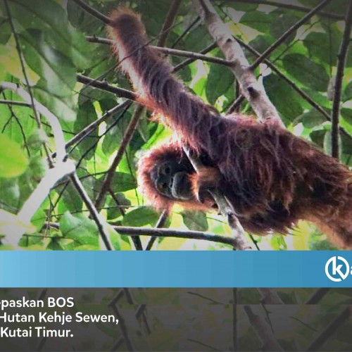 Sekolah Orangutan, demi Ijazah untuk Pulang ke Hutan