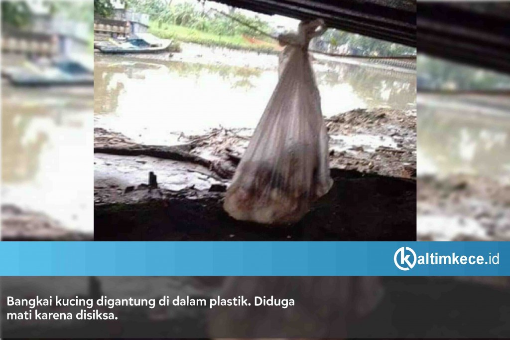 Menggali Setiap Detail Terduga Pemakan Kucing-2: Dibunuh di Plastik Berisi Air