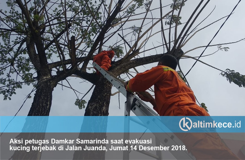 Keselamatan Kucing pun Tanggung Jawab Damkar Samarinda