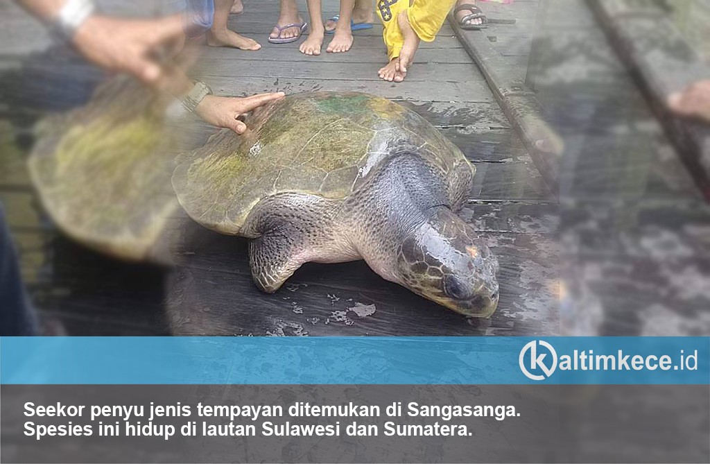 Anomali Penyu di Anak Sungai Mahakam