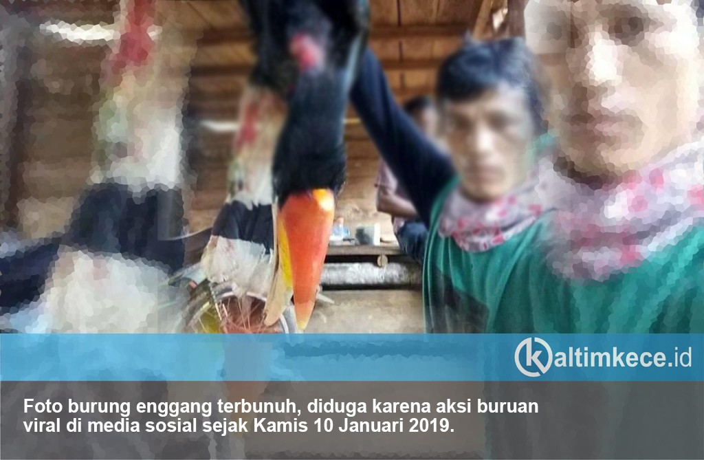 Rangkong Badak Dicinta, Rangkong Badak Diburu