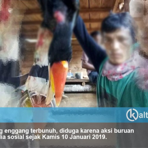 Rangkong Badak Dicinta, Rangkong Badak Diburu