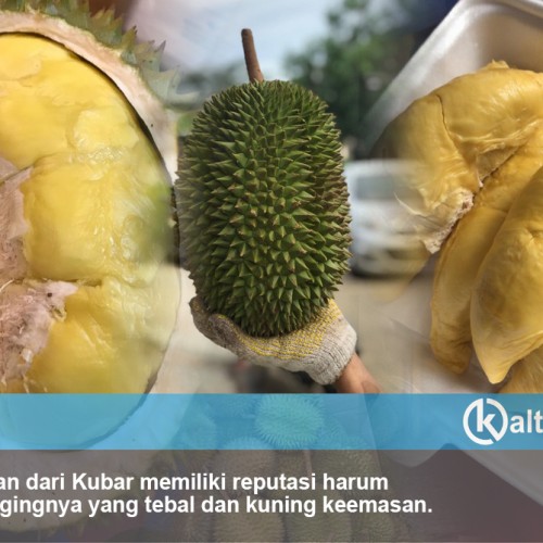 Fakta di Balik Kenikmatan Durian Kubar yang Masyhur
