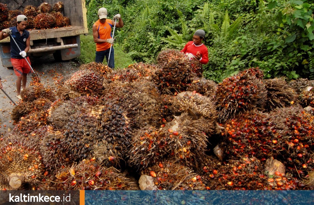 Pahitnya Harga Kelapa Sawit, Pengusaha Nantikan Hilirisasi