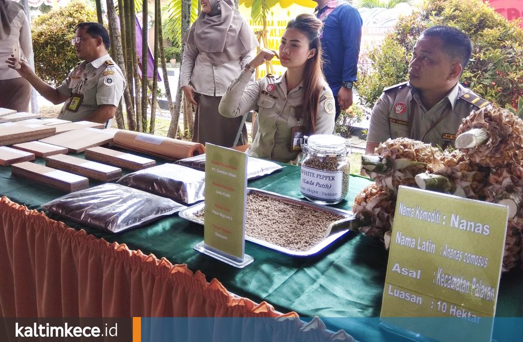 Lada Putih Biji, Komoditas Unggulan Kaltim yang Menembus Vietnam