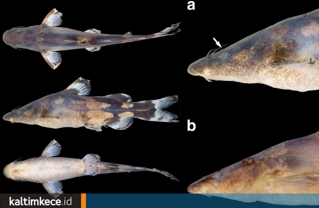 Lele Jenis Baru di Pedalaman Sungai Mahakam, Berpotensi Jadi Spesies Endemik