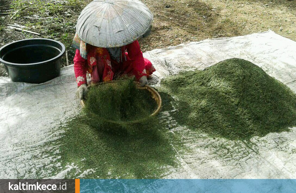 Mengenal Kratom, Daun Surga dari Kalimantan, Dilema antara Manfaat dan Mudarat