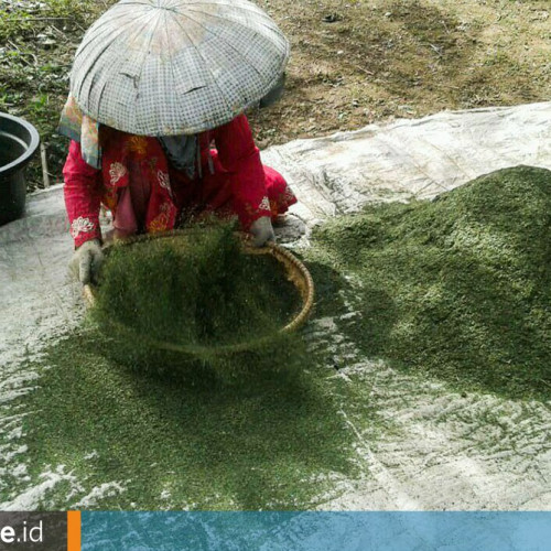 Mengenal Kratom, Daun Surga dari Kalimantan, Dilema antara Manfaat dan Mudarat