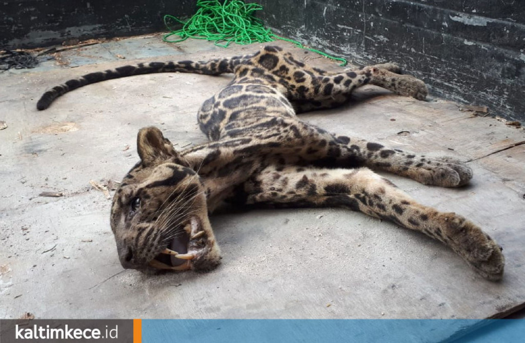 Di Balik Kematian Macan Dahan yang Memilukan di Berau, Kemarau Panjang dan Pembukaan Lahan