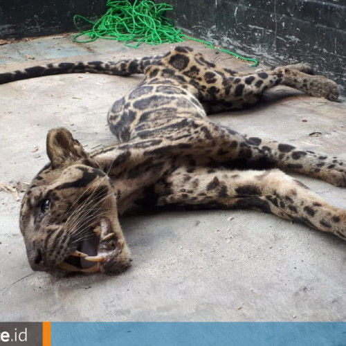 Di Balik Kematian Macan Dahan yang Memilukan di Berau, Kemarau Panjang dan Pembukaan Lahan