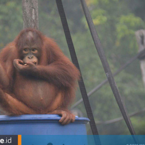 ISPA di Sekitar Orangutan, Kabut Asap Mengancam Satwa Liar