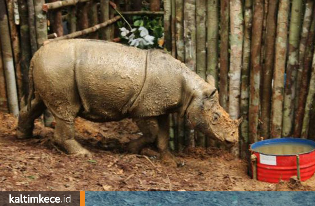 Kabar Gembira sekaligus Menakutkan, Badak Ditemukan di Kaltim tetapi di Ambang Kepunahan