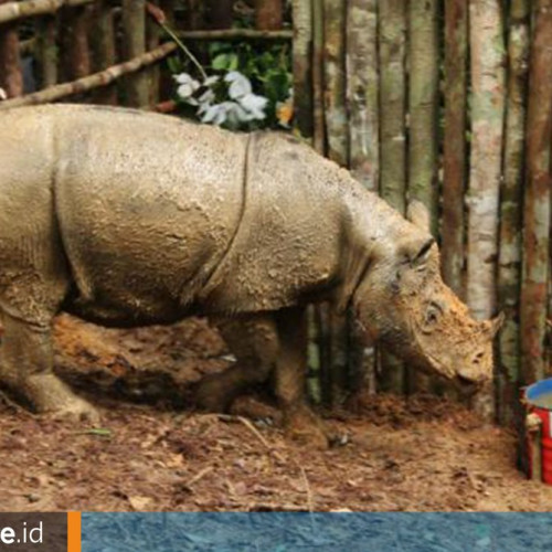 Kabar Gembira sekaligus Menakutkan, Badak Ditemukan di Kaltim tetapi di Ambang Kepunahan