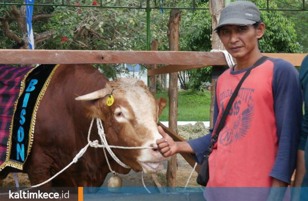 Sapi 960 Kg yang Besar di Samarinda, Makan Tiga Kali Sehari, Dihargai Rp 80 Juta