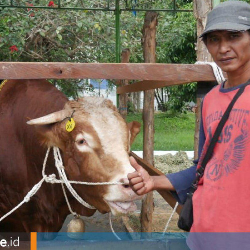 Sapi 960 Kg yang Besar di Samarinda, Makan Tiga Kali Sehari, Dihargai Rp 80 Juta