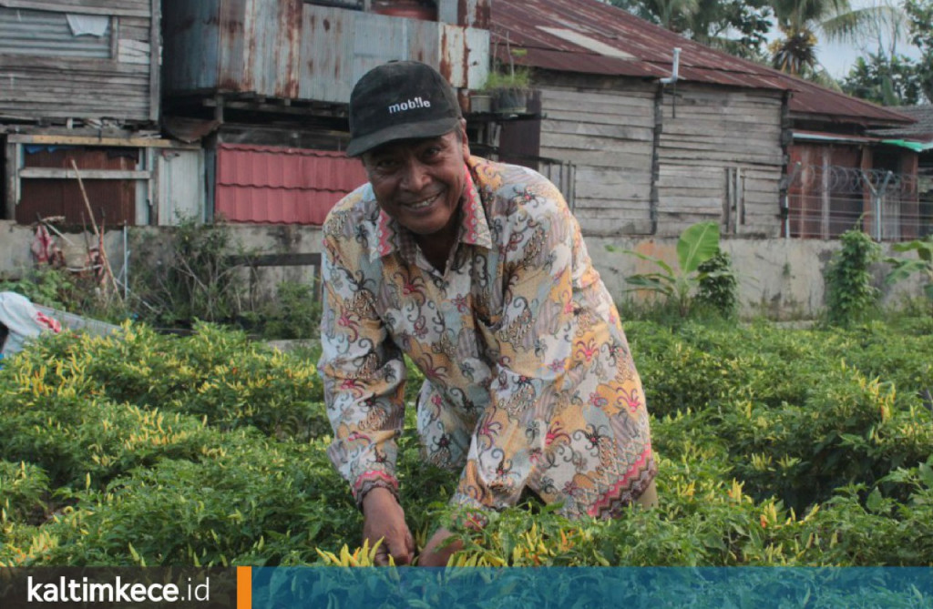 Bertemu Murtono, Guru SMP yang Berkebun di Tepi Landasan Pacu Bandara Temindung