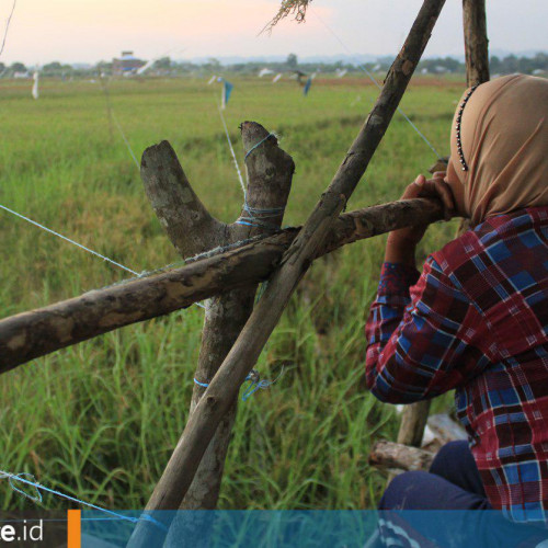 Siasat Petani di Lempake Melawan Hama Burung yang Menginvasi pada Masa Panen