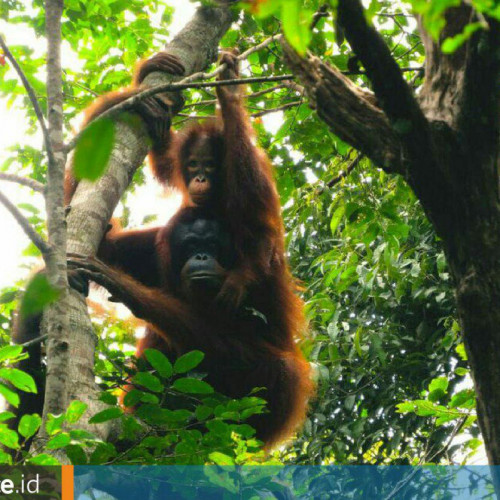 Pelepasliaran di Hutan Kehje Sewen, Tampung 118 Orangutan, Nyaris Kehabisan Ruang