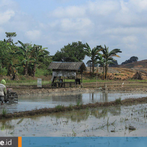 Potret Sawah Dekat Tambang Batu Bara di Desa Karang Tunggal