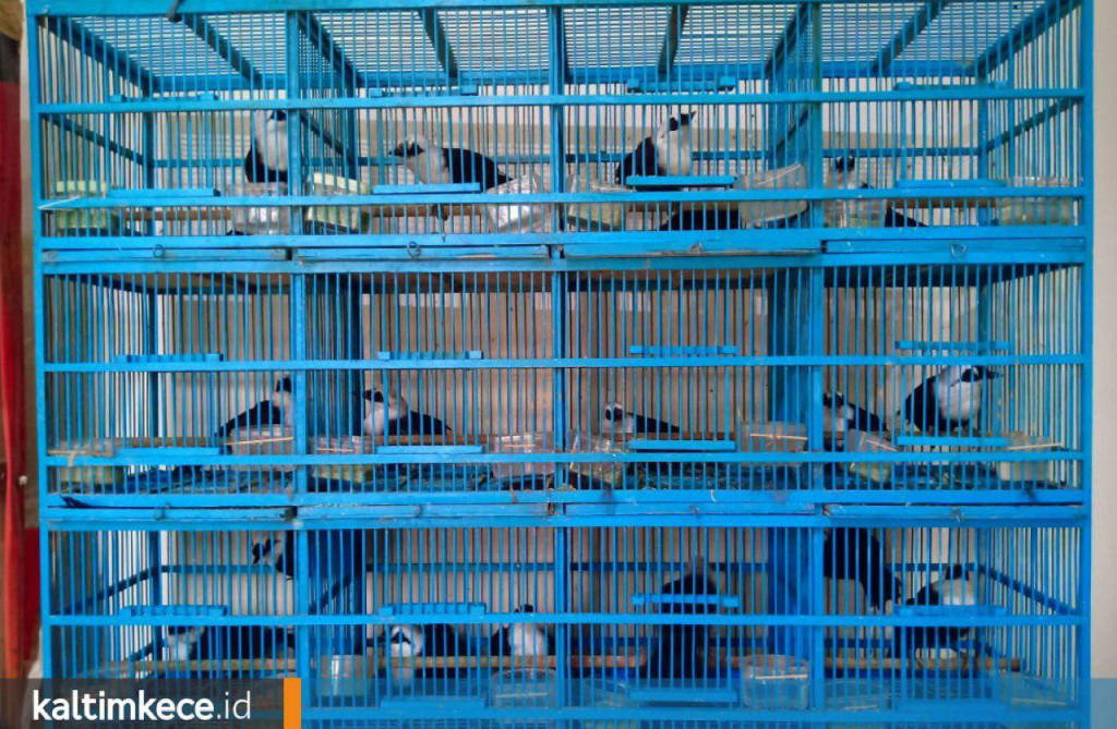 Burung Seharga Ratusan Juta Disita, Ancaman Pidana di Balik Merdunya Kicauan