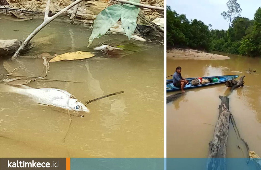 Ribuan Ikan Mati Mendadak, Sungai Perak Diduga Tercemar Limbah Sawit dan Batu Bara