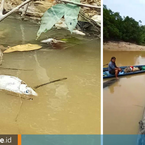 Ribuan Ikan Mati Mendadak, Sungai Perak Diduga Tercemar Limbah Sawit dan Batu Bara