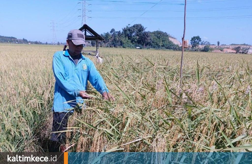 Mimpi Swasembada ketika Produksi Padi Kaltim Tak Sesubur Hasil Panen di Tanah Jawa