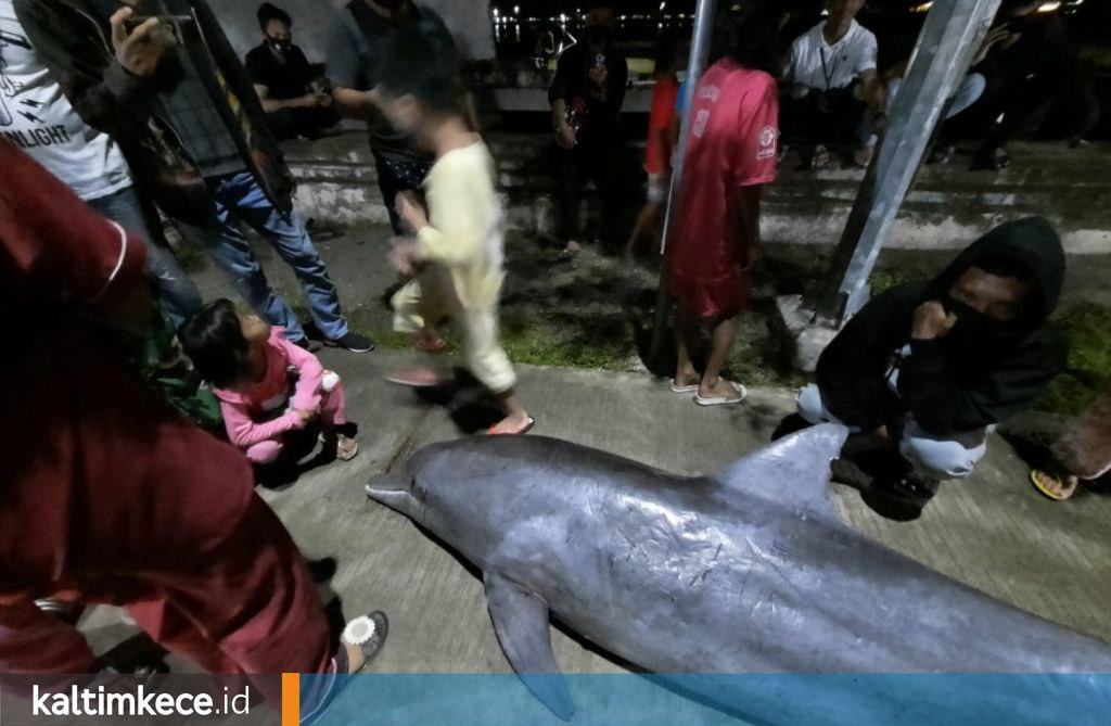 Lumba-Lumba Tewas di Sungai Segah, Jenis Hidung Botol dengan Besar Otak Melebihi Milik Manusia