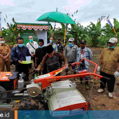 Cita-Cita Sambakungan Jadi Kampung Cabai di Berau di Tengah Lesunya Batu Bara, Ada Peran BUMA di Baliknya