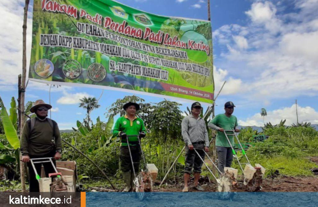 Aplikasi Teknologi Pertanian di Lahan Kering, Mahulu Seriusi Pengembangan Padi Abung