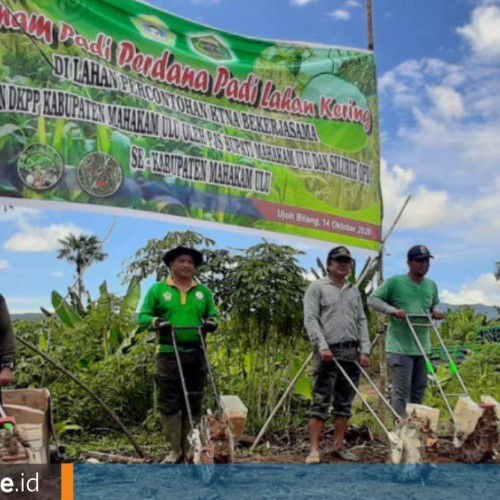 Aplikasi Teknologi Pertanian di Lahan Kering, Mahulu Seriusi Pengembangan Padi Abung