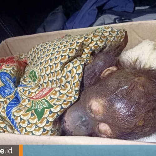 Bayi Orangutan Terlantar di Hutan Kecamatan Bengalon, Dievakuasi BKSDA Kaltim ke Samboja