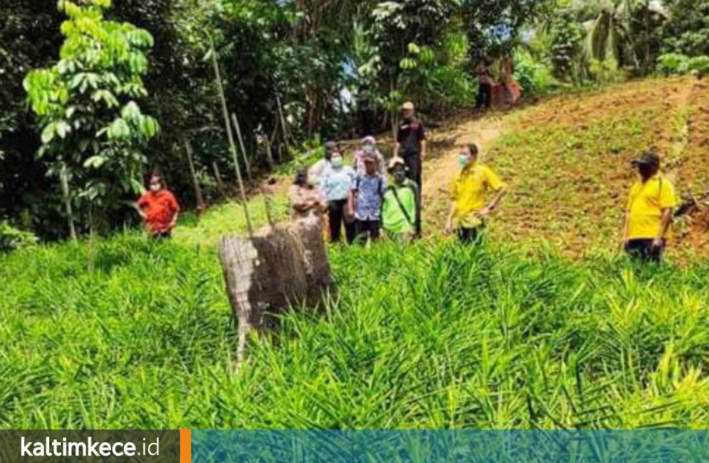 Jahe Lontar di Kukar, Produksi Melimpah-Ruah, Area Panen Naik Lima Kali Lipat dalam Setahun