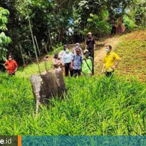 Jahe Lontar di Kukar, Produksi Melimpah-Ruah, Area Panen Naik Lima Kali Lipat dalam Setahun