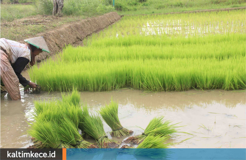 Pentingnya Embung bagi Sawah di Kukar, Pemkab Bertahap Membangunnya