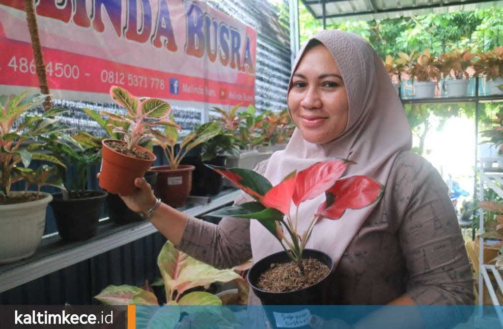 Bisnis Tanaman Hias Rumah Aglonema, Jual Ribuan Pot dalam Enam Bulan hingga ke Papua