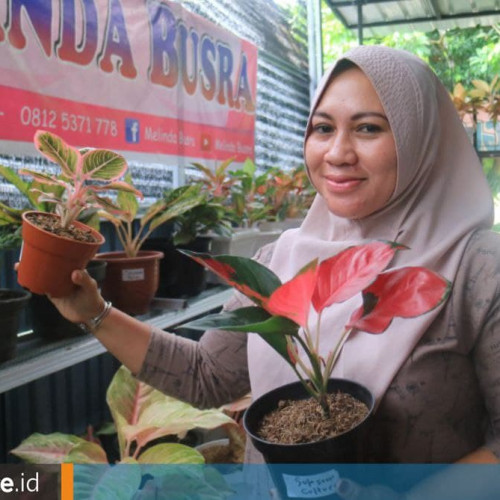 Bisnis Tanaman Hias Rumah Aglonema, Jual Ribuan Pot dalam Enam Bulan hingga ke Papua