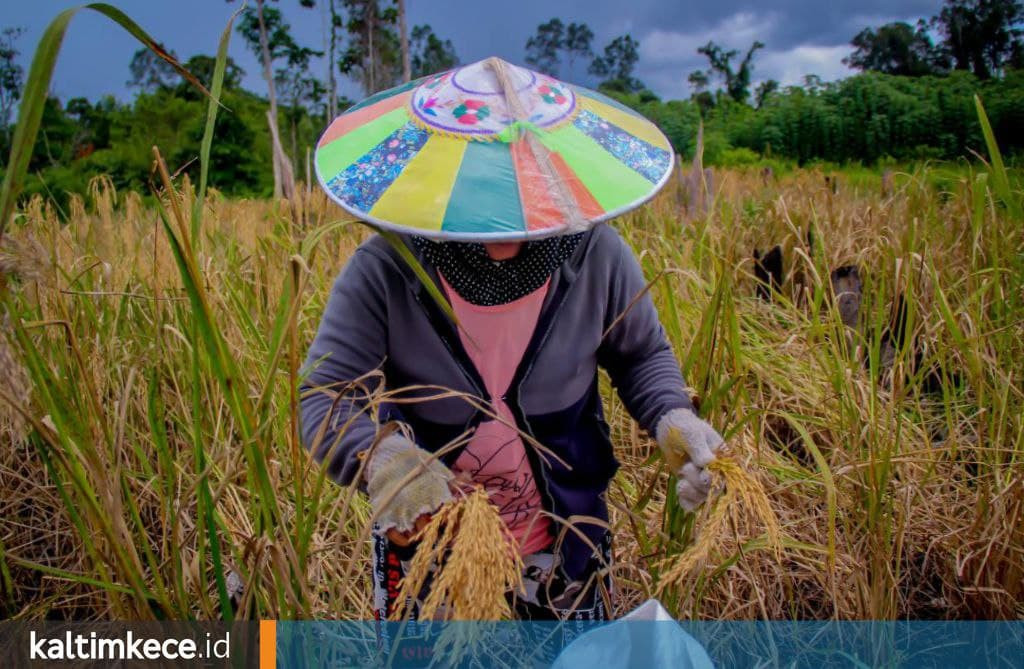 Produksi Padi Ladang yang Kian Meningkat di Mahulu, Lima Kecamatan Hasilkan 2.940 Ton Beras