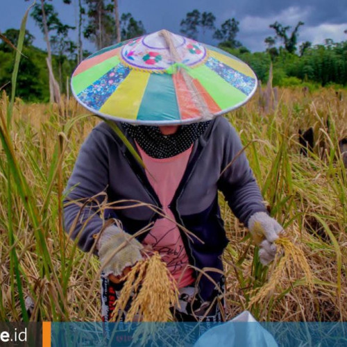 Produksi Padi Ladang yang Kian Meningkat di Mahulu, Lima Kecamatan Hasilkan 2.940 Ton Beras