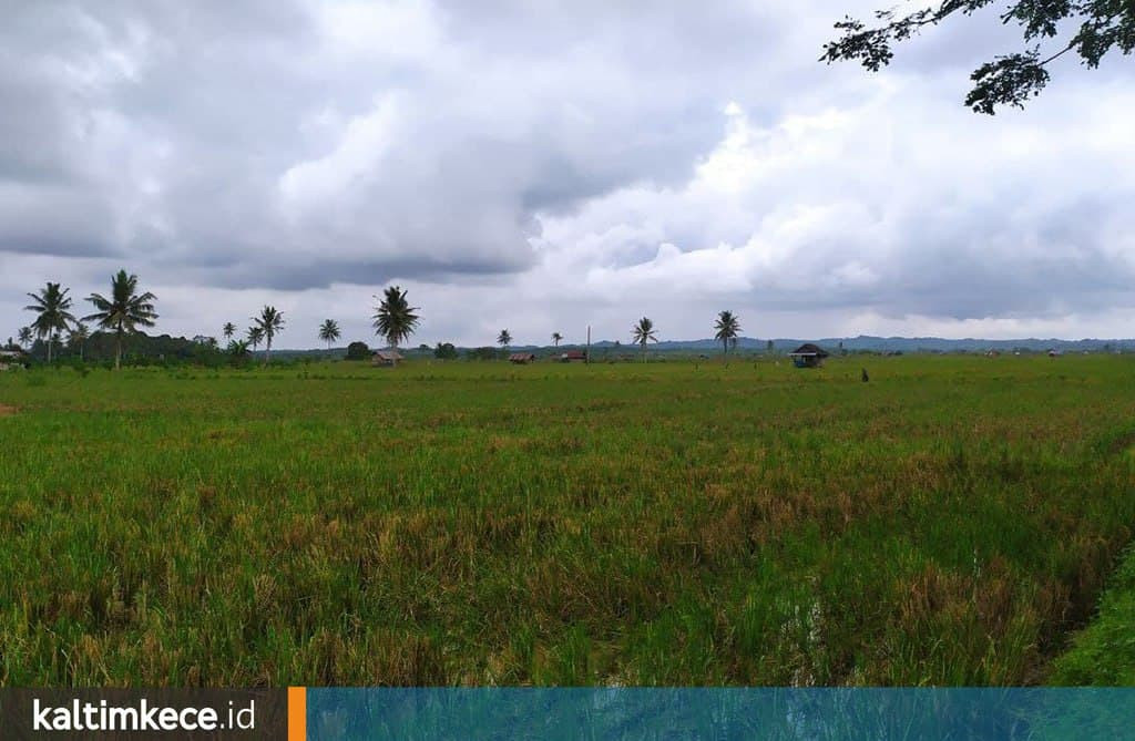 Enam Padi Jenis Baru Diperkenalkan di Kukar, Produksi Lebih Banyak, Kaya Gizi dan Antioksidan