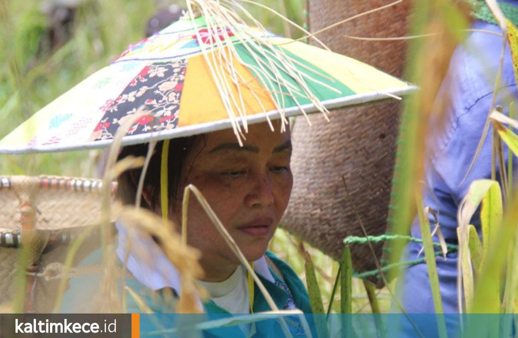 Perjuangan Istri Bupati Mahulu Perkenalkan Sorgum sebagai Pendamping Beras Kaya Manfaat