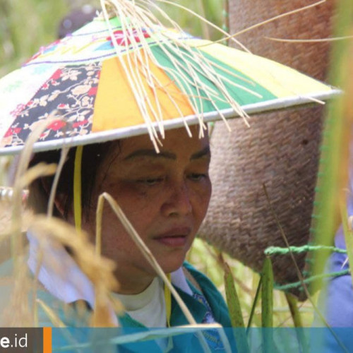 Perjuangan Istri Bupati Mahulu Perkenalkan Sorgum sebagai Pendamping Beras Kaya Manfaat