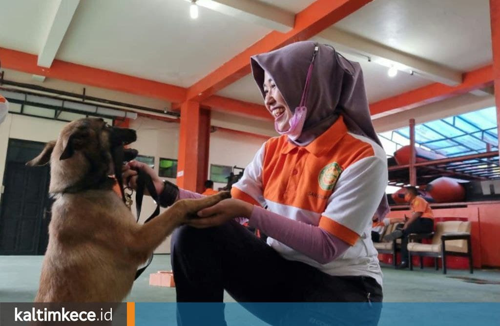 Mengenal Belgian Malinois, Anjing Keras yang Digunakan Basarnas Balikpapan untuk Misi SAR