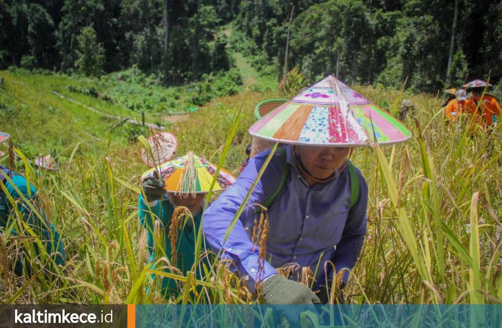 Bantuan Benih dan Pupuk Organik, Pemkab Mahulu Targetkan 3 Ribu Petani