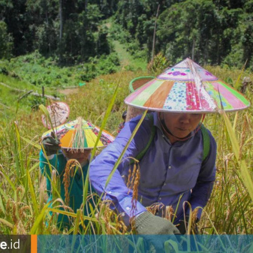 Bantuan Benih dan Pupuk Organik, Pemkab Mahulu Targetkan 3 Ribu Petani