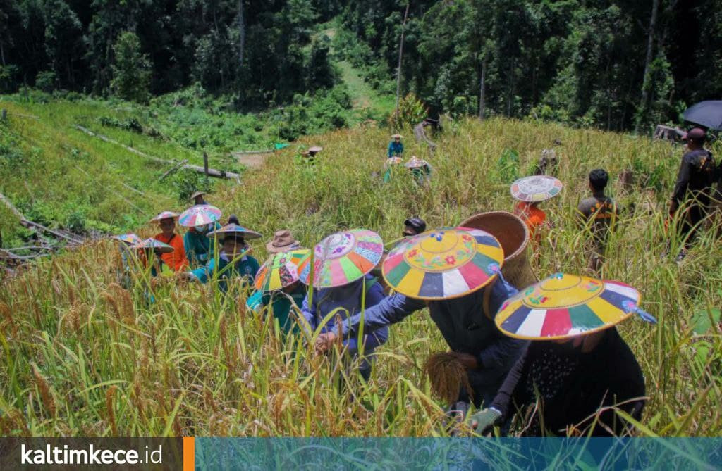 Demi Mahulu Mandiri Pangan, Ratusan Juta Rupiah per Kampung untuk Ladang Padi Menetap