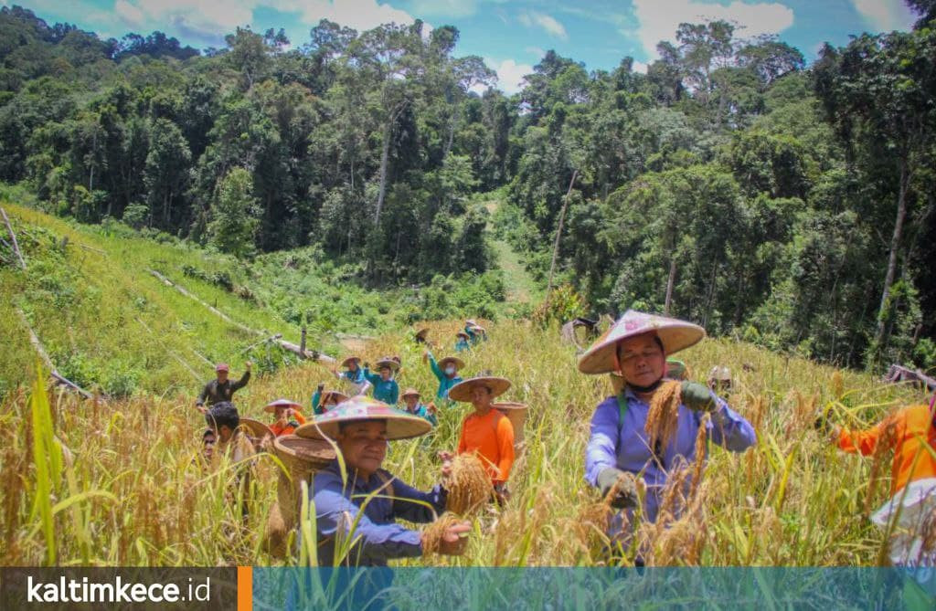 Peta Jalan Mahulu Mandiri Pangan 2021-2024, Target Penuhi Kebutuhan Beras di 50 Kampung