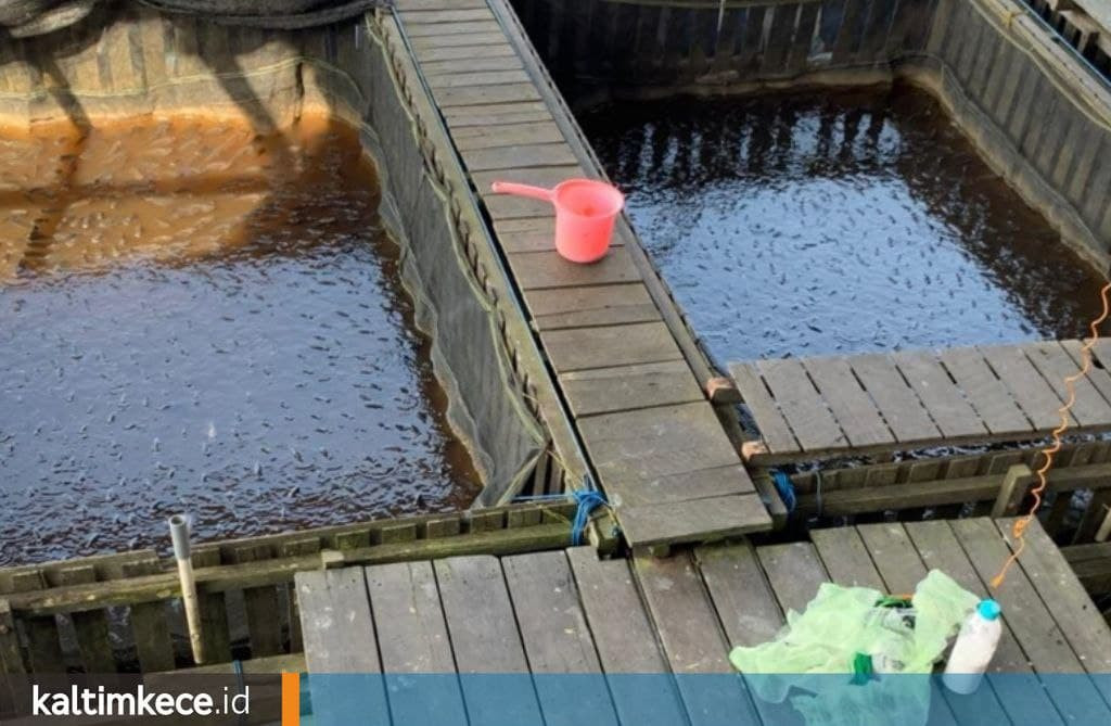 Yang Tidak Biasa dari Air Bangai di Sungai Mahakam, Tak Hanya Pingsan, Ribuan Ikan Mati di Keramba