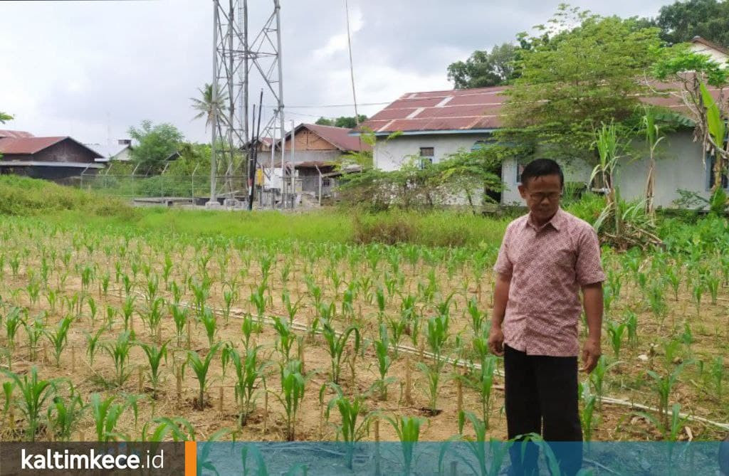 Program Transmigrasi Termakan Zaman, Lahan Sawah Kukar Tergerus dan Jadi Permukiman