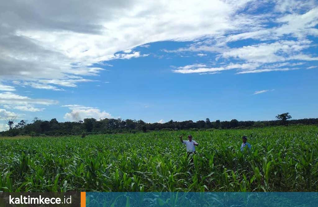 Pertanian Jadi Andalan Berau Putar Roda Perekonomian, Produksi Jagung Terbanyak di Kaltim